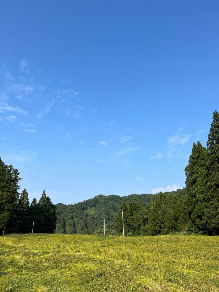 高倉の田んぼ